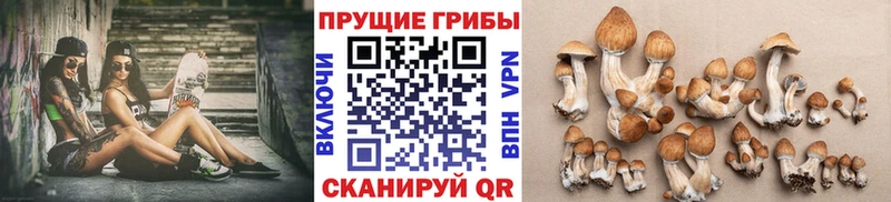 где купить наркотик  Приозерск  гидра   Галлюциногенные грибы мицелий 